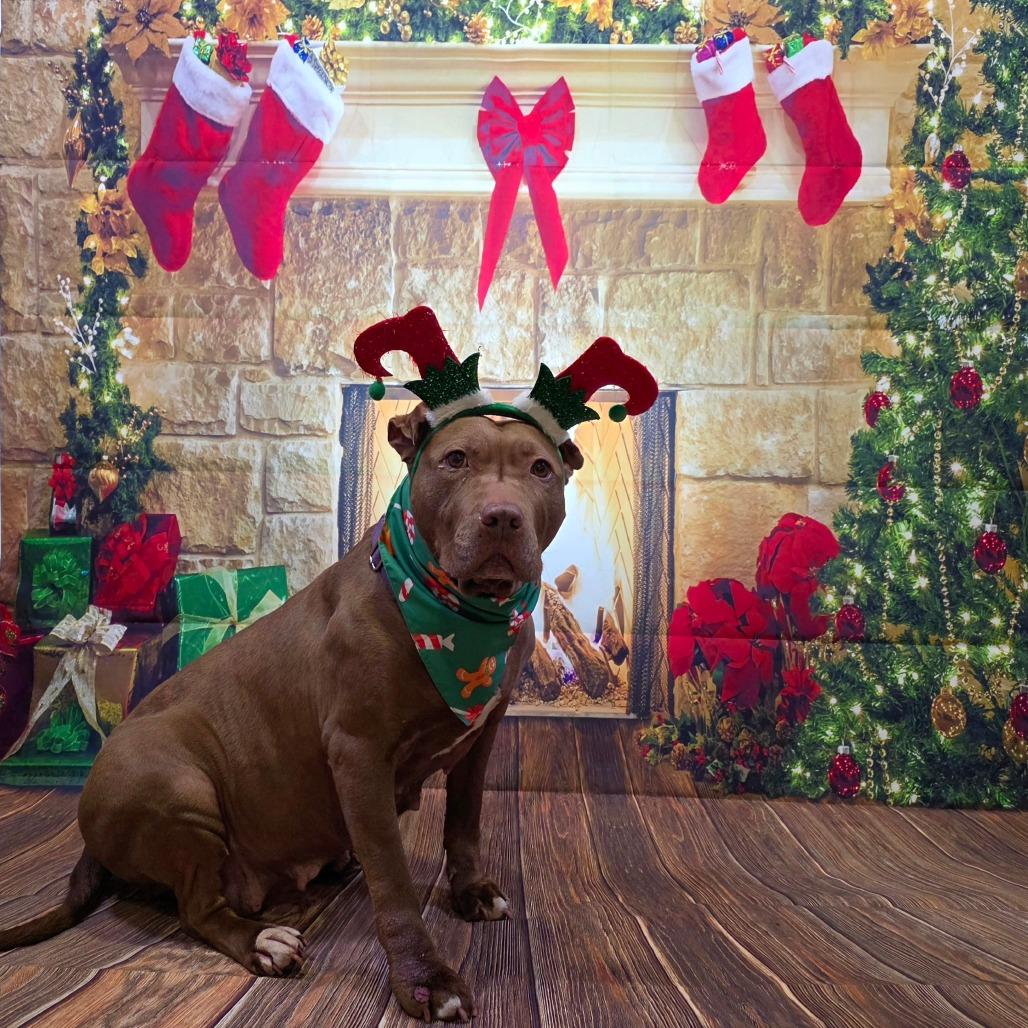 Tiramisu, Adoptable, Senior Female American Staffordshire Terrier & Mixed Breed.