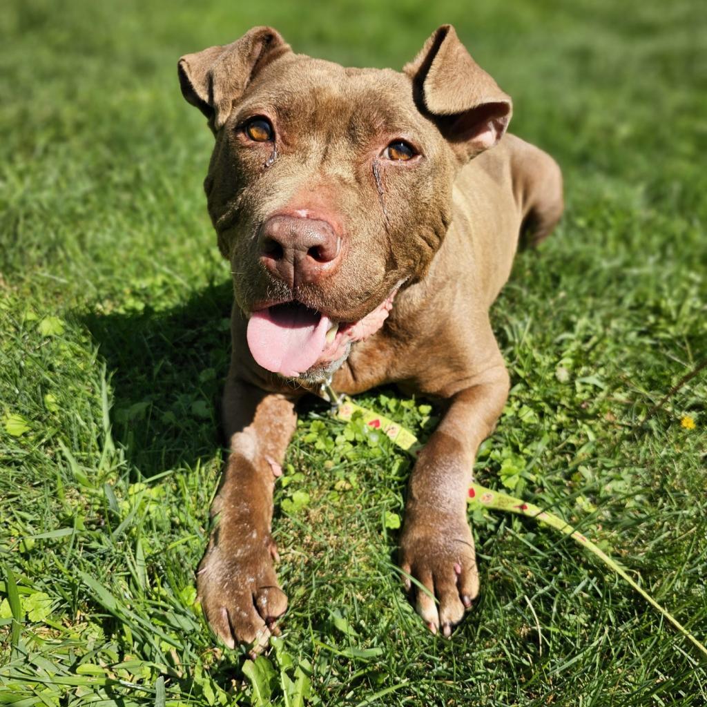 Tiramisu, Adoptable, Senior Female American Staffordshire Terrier & Mixed Breed.