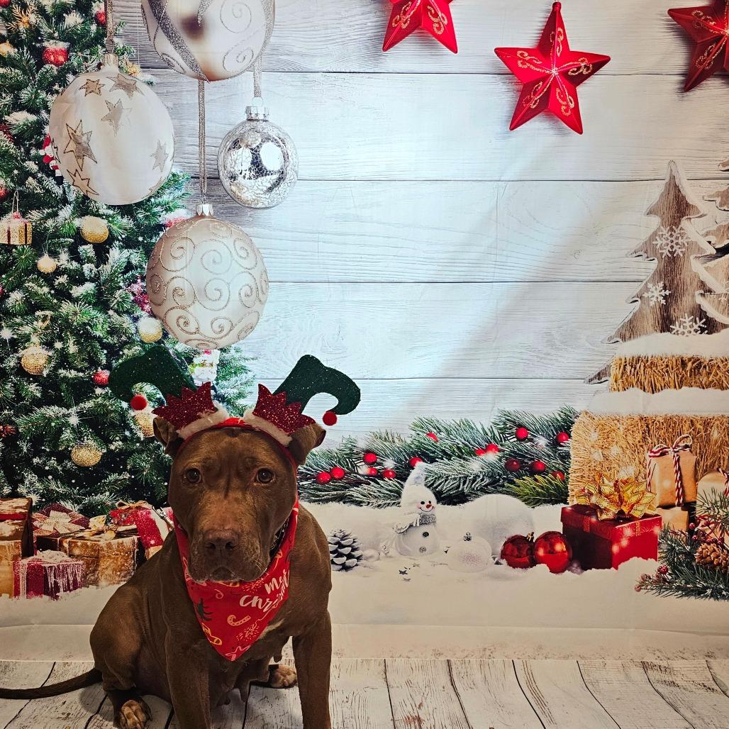 Tiramisu, a Adoptable mixed breed in Easton, PA image 6/6