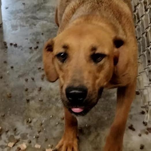 Enlarge Honey, a Adoptable Mixed Breed in Brooksville, KY image 2/2