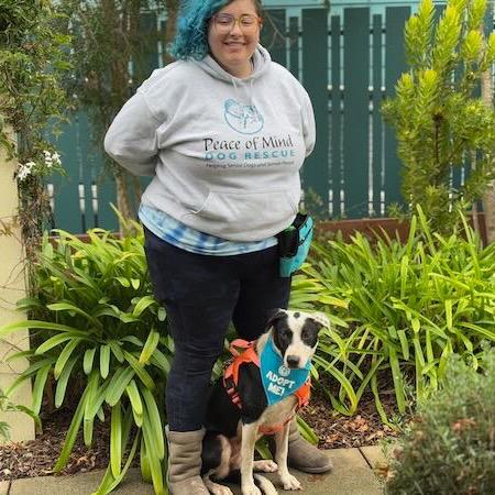 Fern, Adoptable, Adult Female Border Collie.