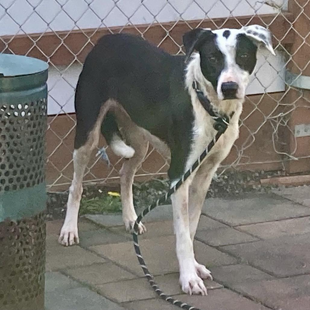 Fern, a Adoptable Border Collie in Pacific Grove, CA image 2/6