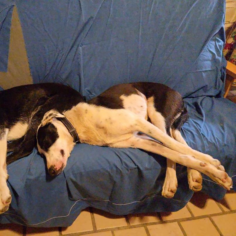 Fern, Adoptable, Adult Female Border Collie.