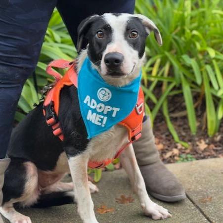 Fern, a Adoptable Border Collie in Pacific Grove, CA image 4/6