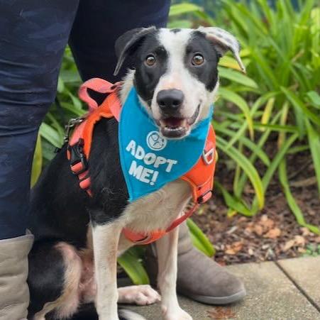 Fern, a Adoptable Border Collie in Pacific Grove, CA image 5/6