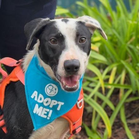 Fern, a Adoptable Border Collie in Pacific Grove, CA image 6/6