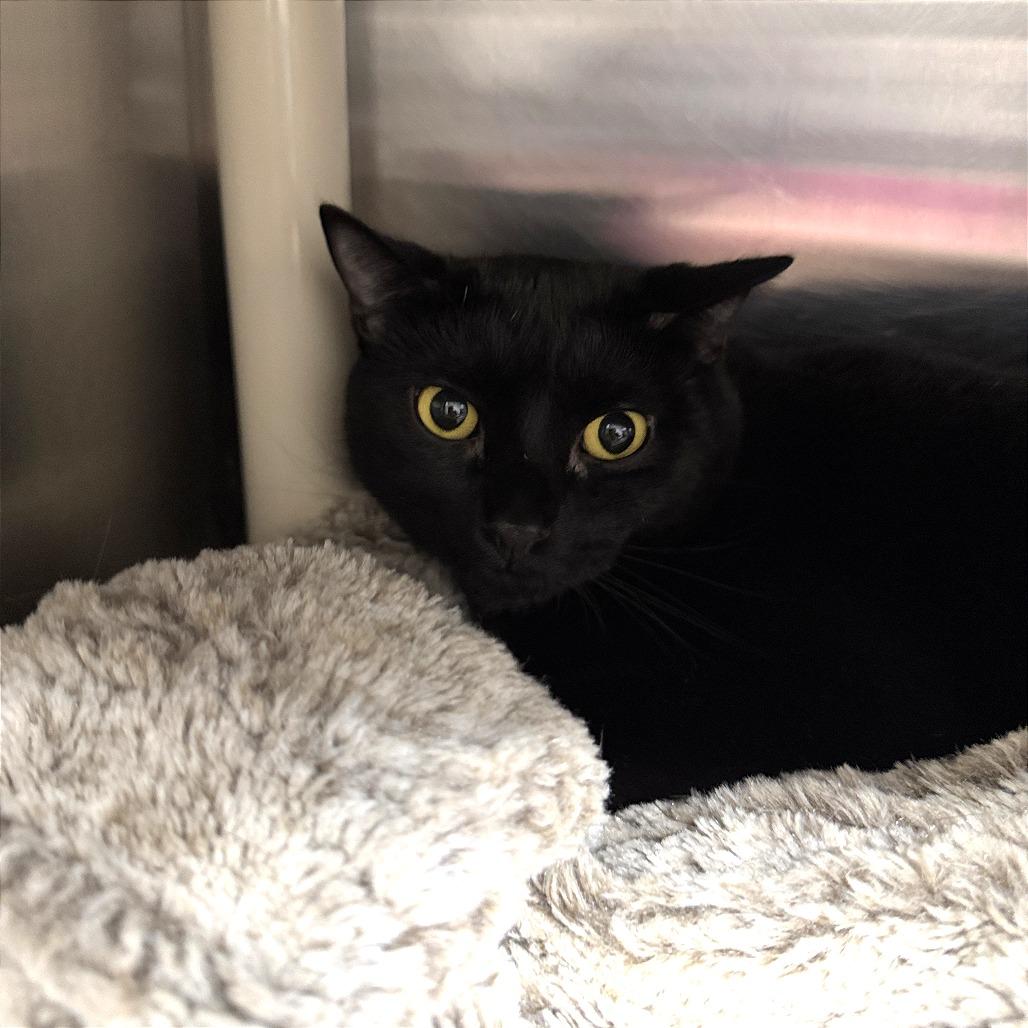 Sweeney, Adoptable, Adult Male Domestic Short Hair.