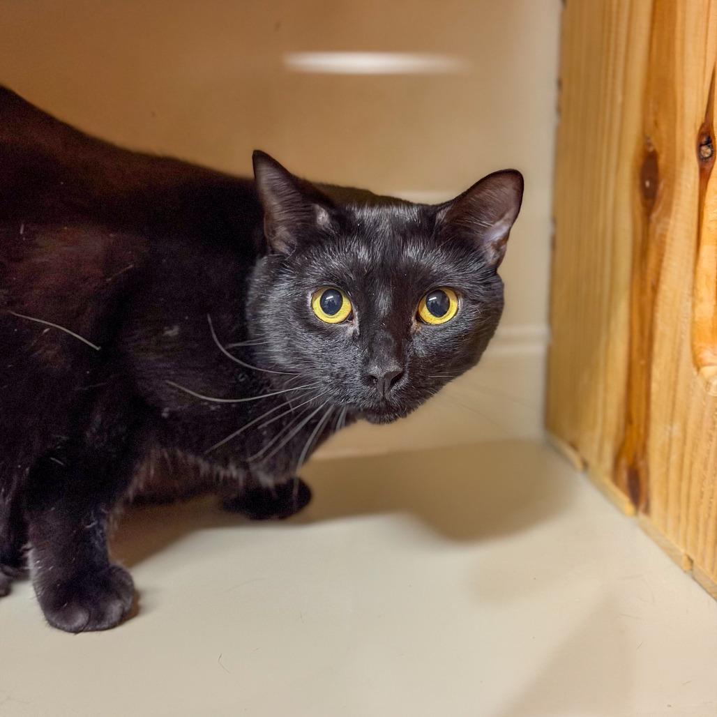 Enlarge Sweeney, a Adoptable Domestic Short Hair in Gainesville, GA image 2/4