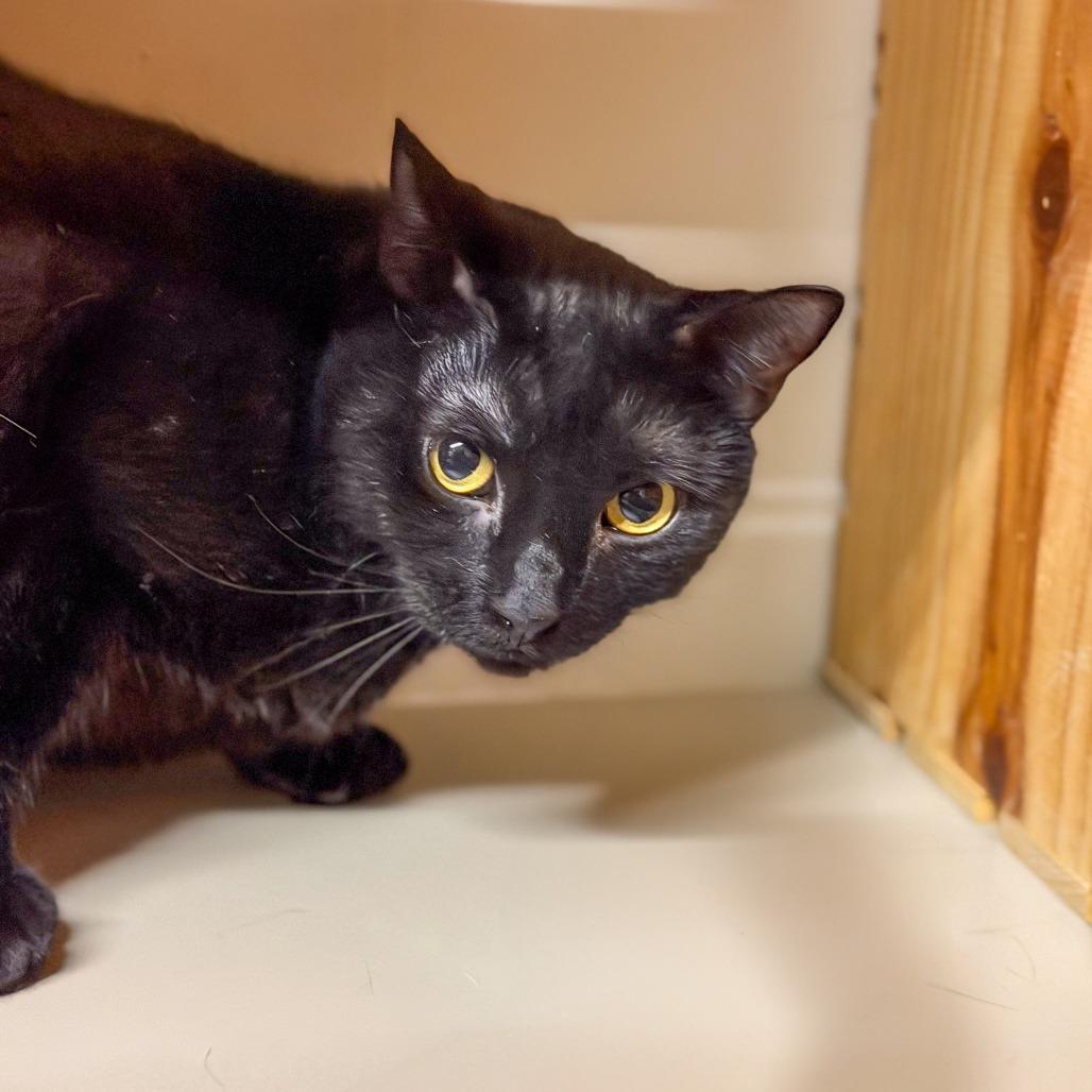 Enlarge Sweeney, a Adoptable Domestic Short Hair in Gainesville, GA image 3/4