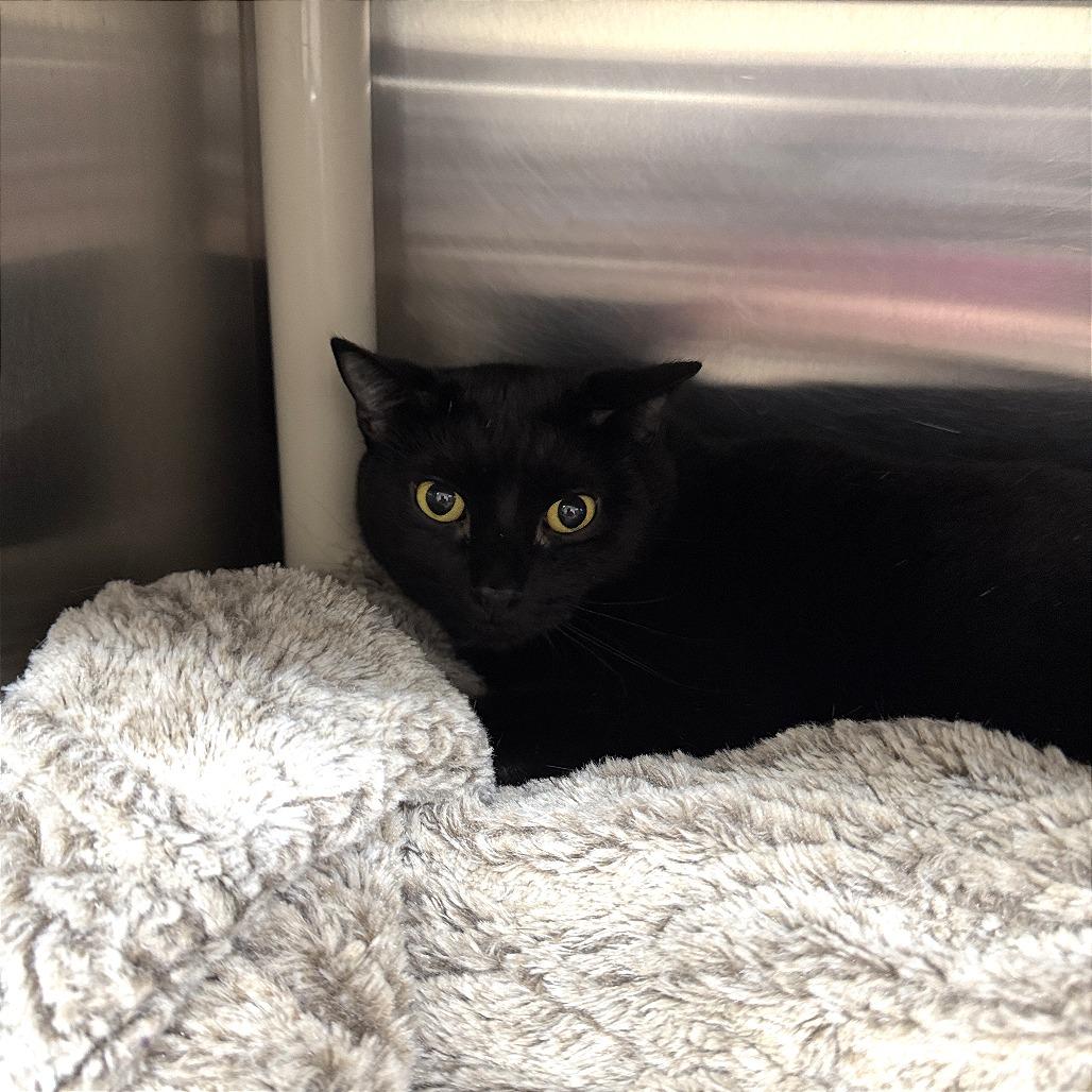 Enlarge Sweeney, a Adoptable Domestic Short Hair in Gainesville, GA image 4/4