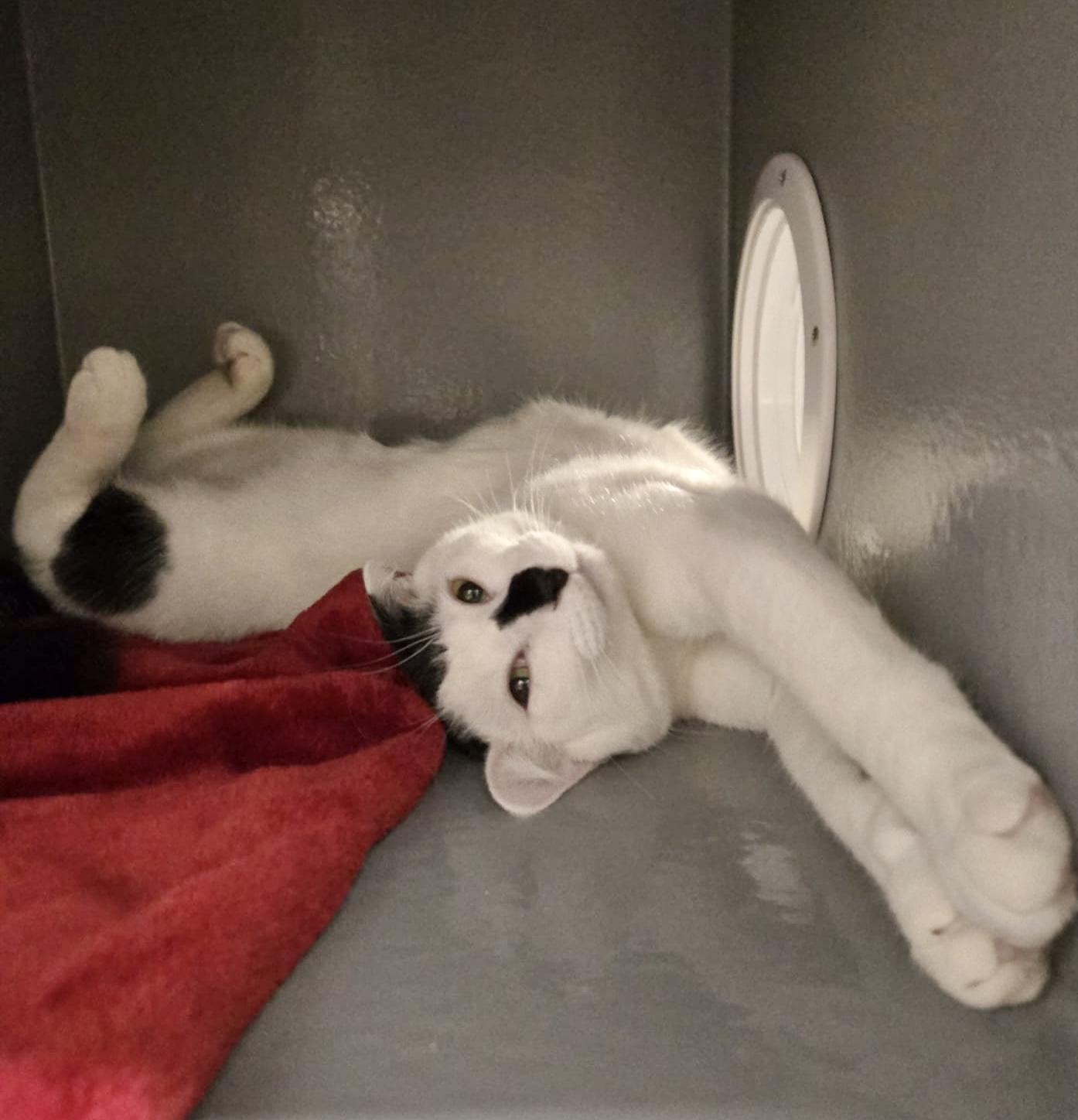 Enlarge Bunny (bonded with Bento), a Adoptable mixed breed in Toronto, ON image 1/6