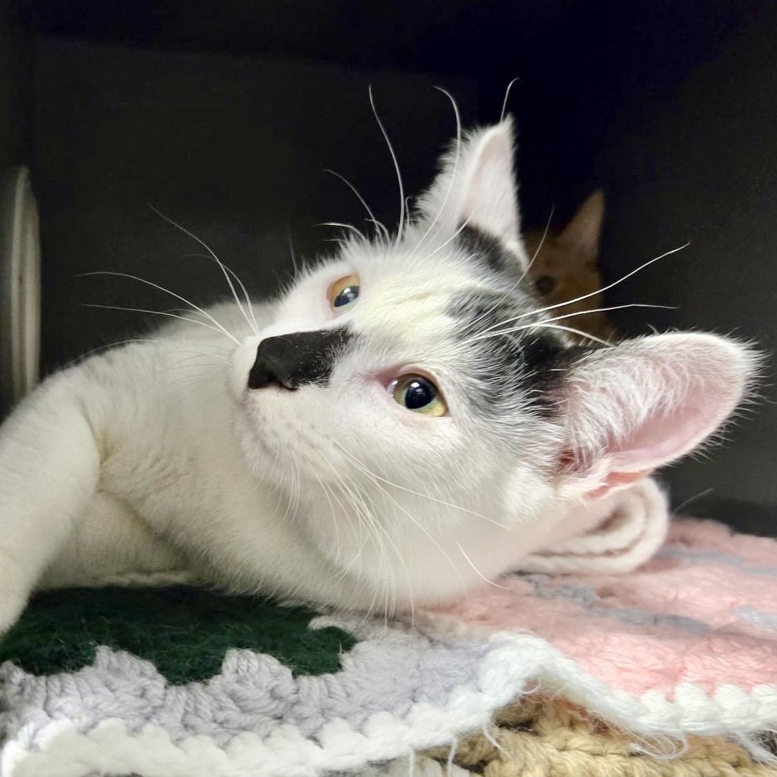 Enlarge Bunny (bonded with Bento), a Adoptable mixed breed in Toronto, ON image 2/6
