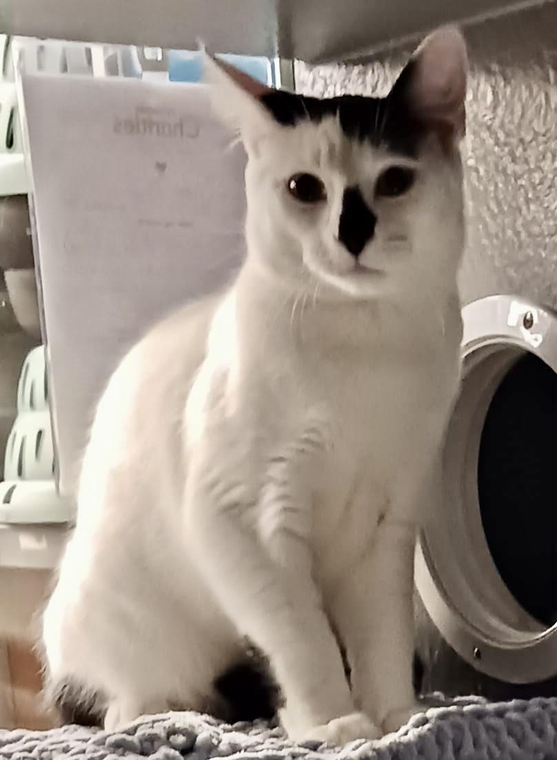 Enlarge Bunny (bonded with Bento), a Adoptable mixed breed in Toronto, ON image 3/6