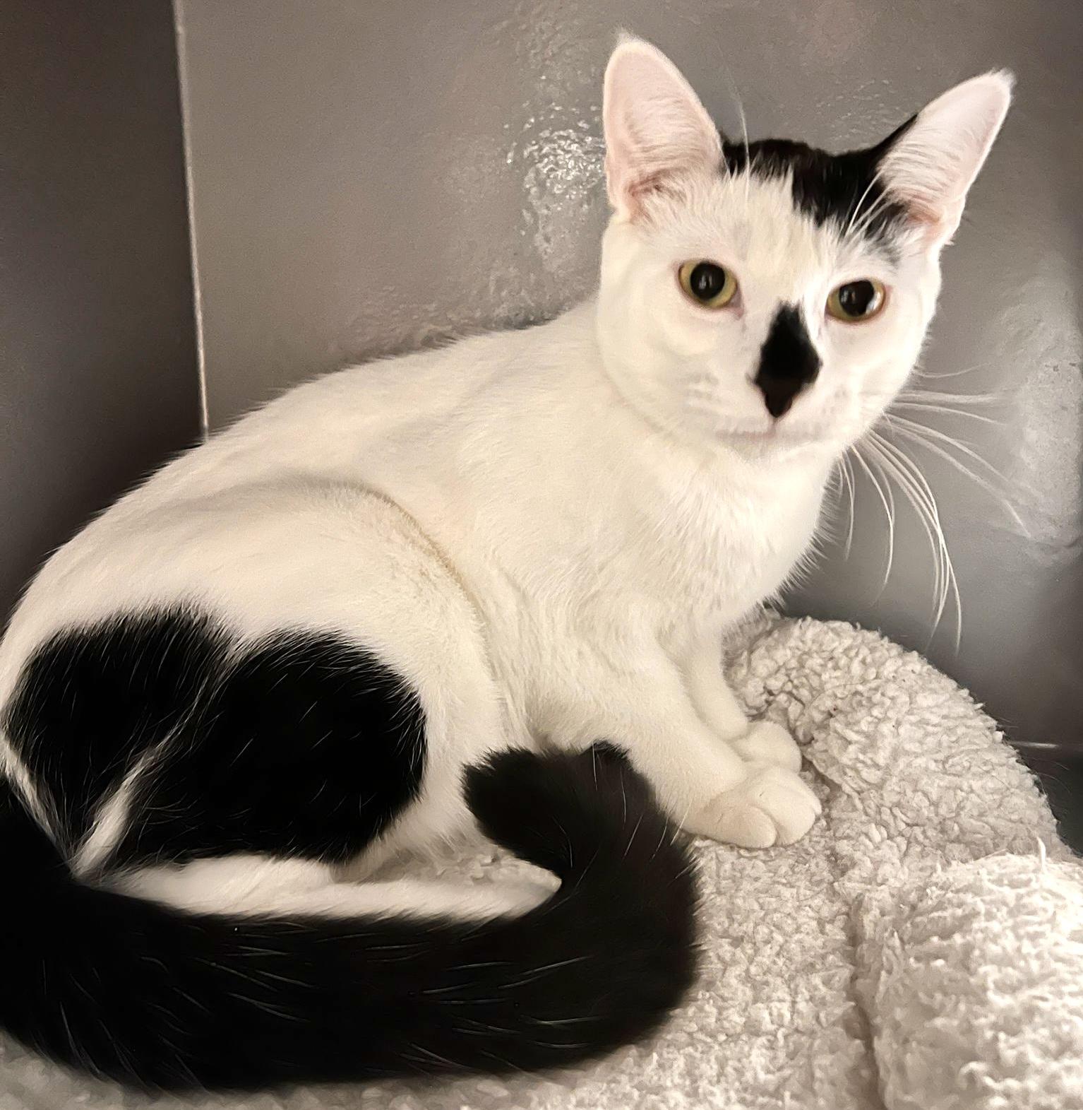 Bunny (bonded with Bento), Adoptable, Kitten Male Domestic Short Hair & Snowshoe.