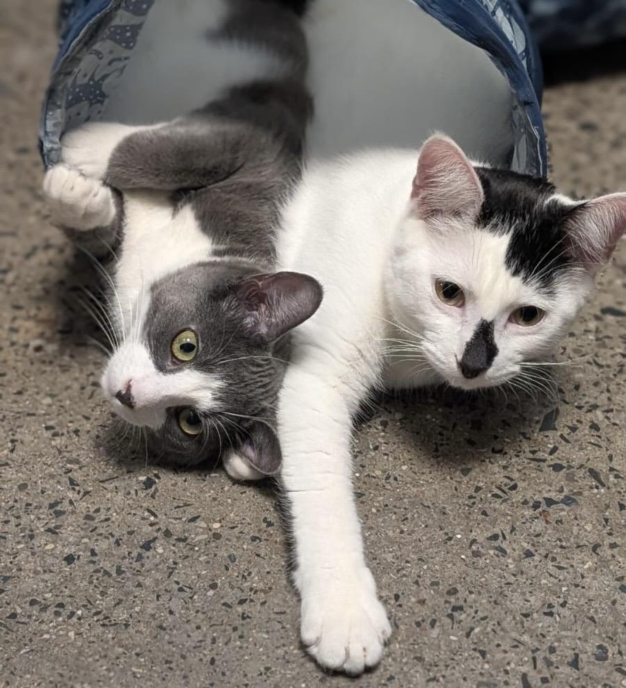 Enlarge Bunny (bonded with Bento), a Adoptable mixed breed in Toronto, ON image 6/6