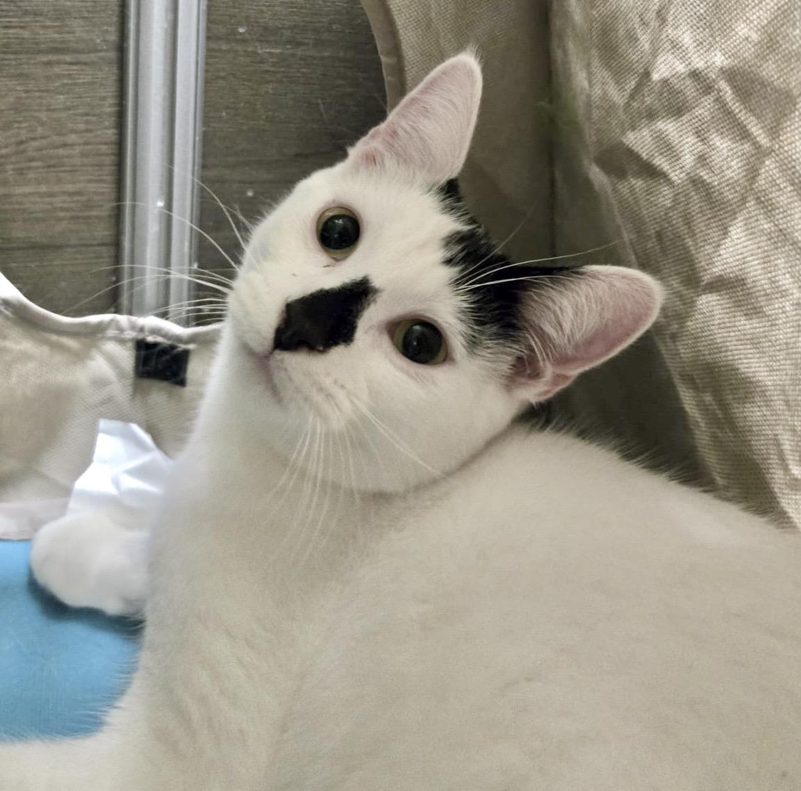 Enlarge Bunny (bonded with Bento), a Adoptable mixed breed in Toronto, ON image 4/6