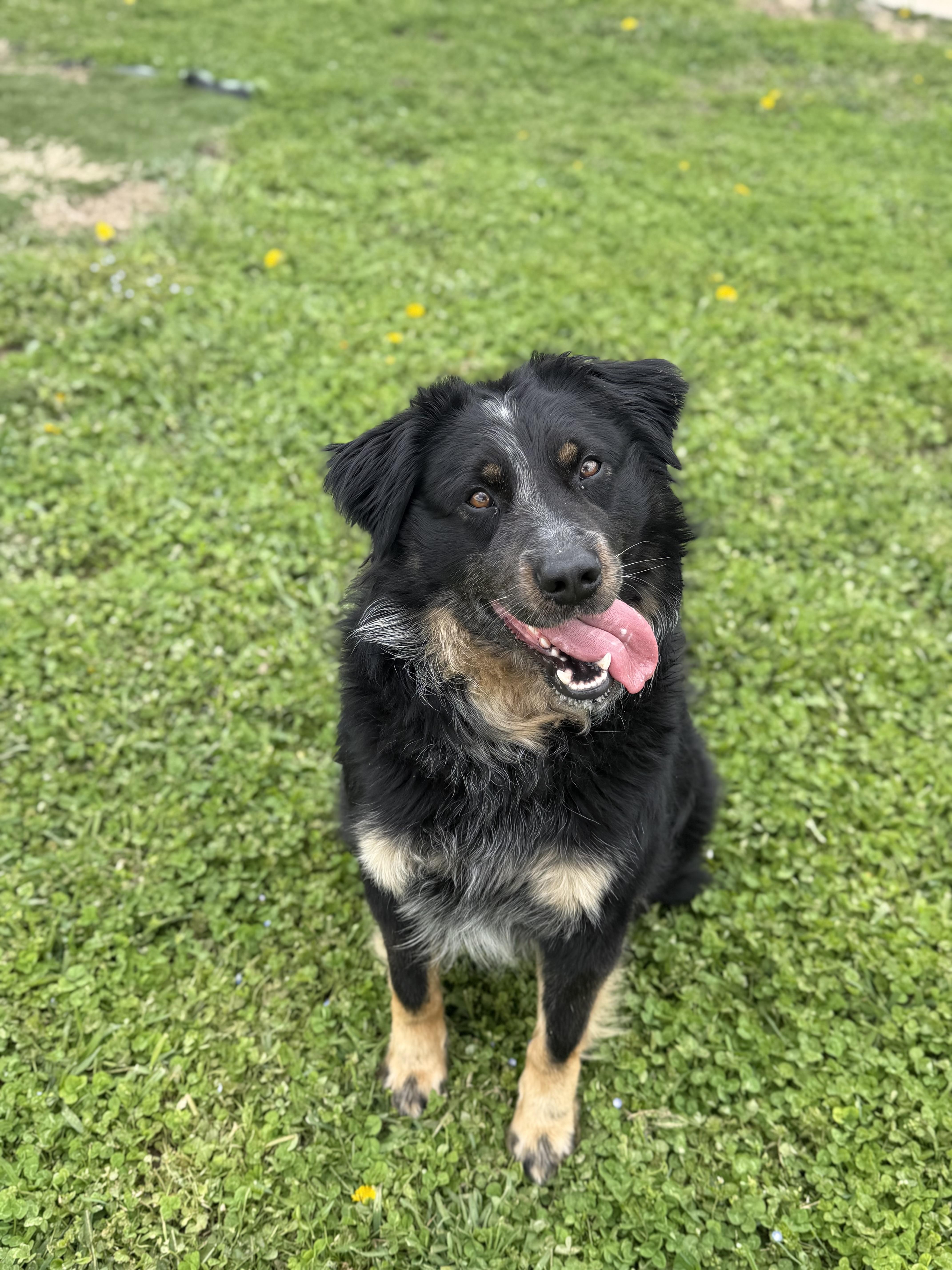 Enlarge Dudley, a ADOPTABLE Australian Shepherd in Millersburg, OH image 1/3
