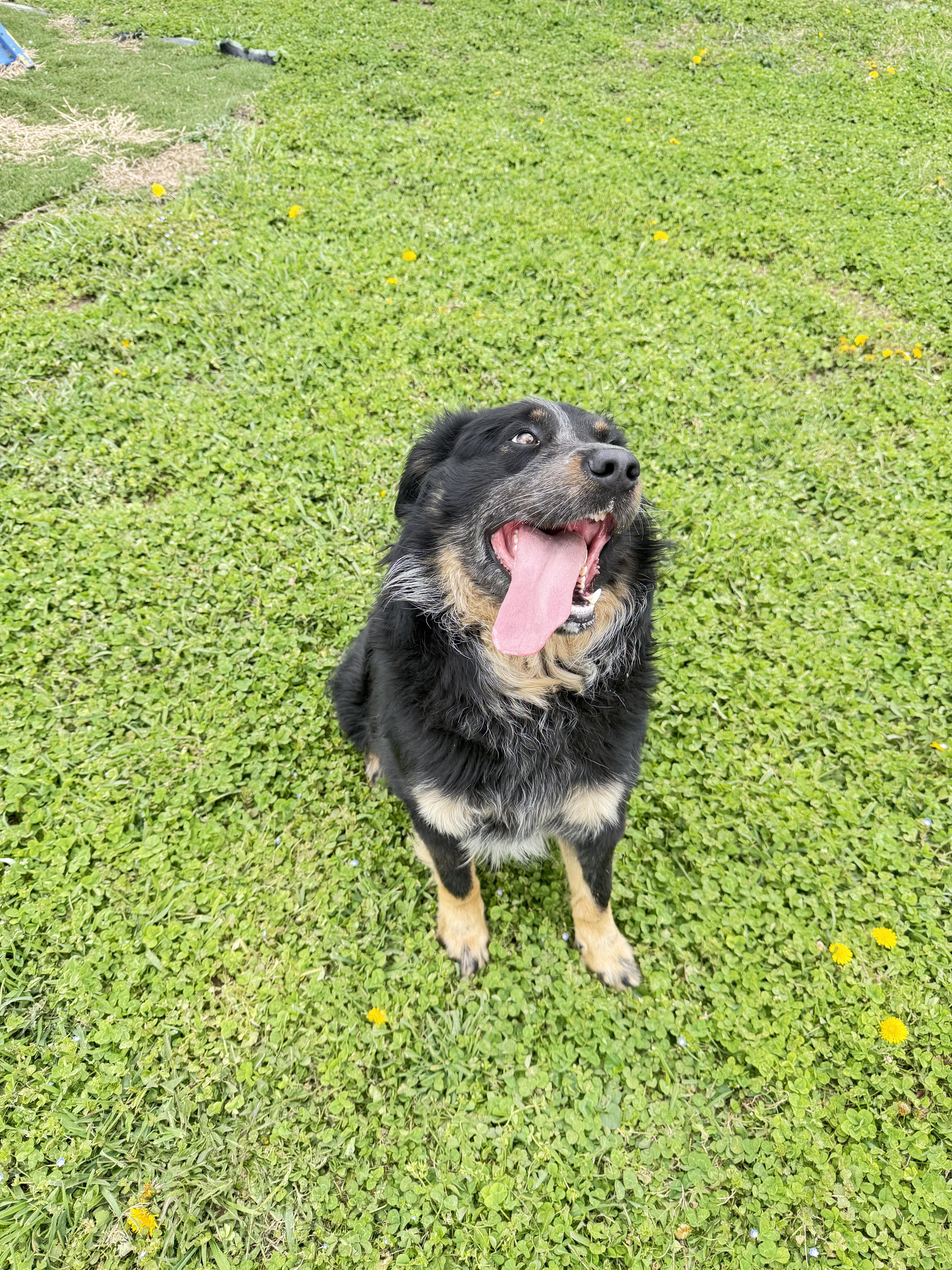 Enlarge Dudley, a ADOPTABLE Australian Shepherd in Millersburg, OH image 3/3