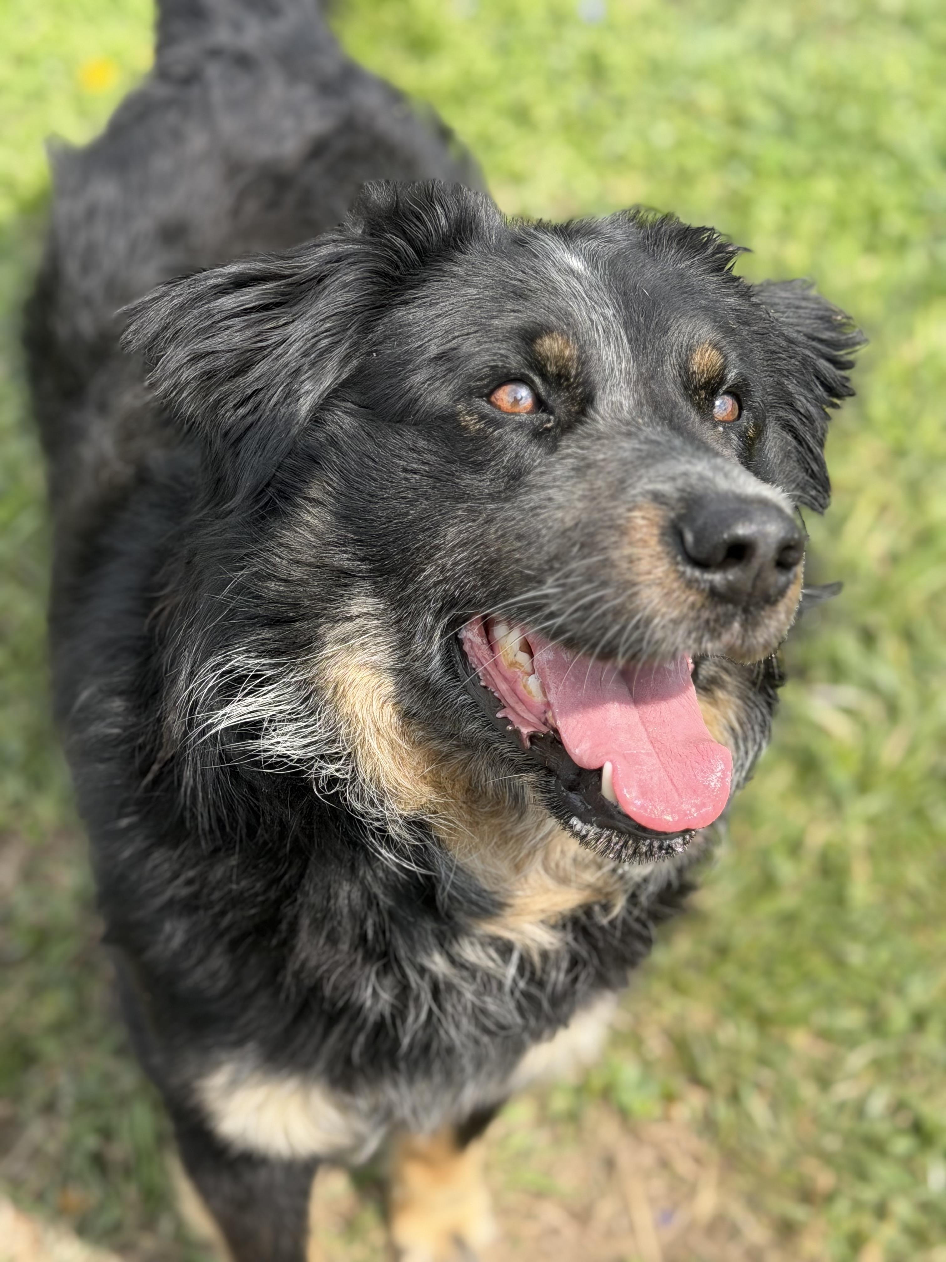 Enlarge Dudley, a ADOPTABLE Australian Shepherd in Millersburg, OH image 2/3