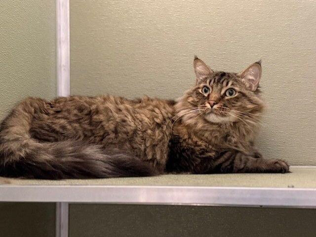 Enlarge Rusto, a Adoptable Domestic Medium Hair in Arlington, WA image 1/6