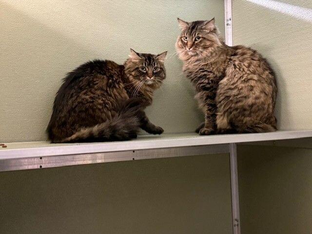 Enlarge Rusto, a Adoptable Domestic Medium Hair in Arlington, WA image 2/6