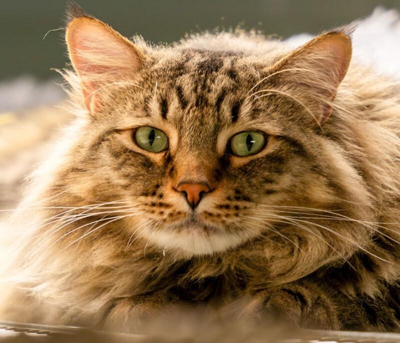 Enlarge Rusto, a Adoptable Domestic Medium Hair in Arlington, WA image 3/6