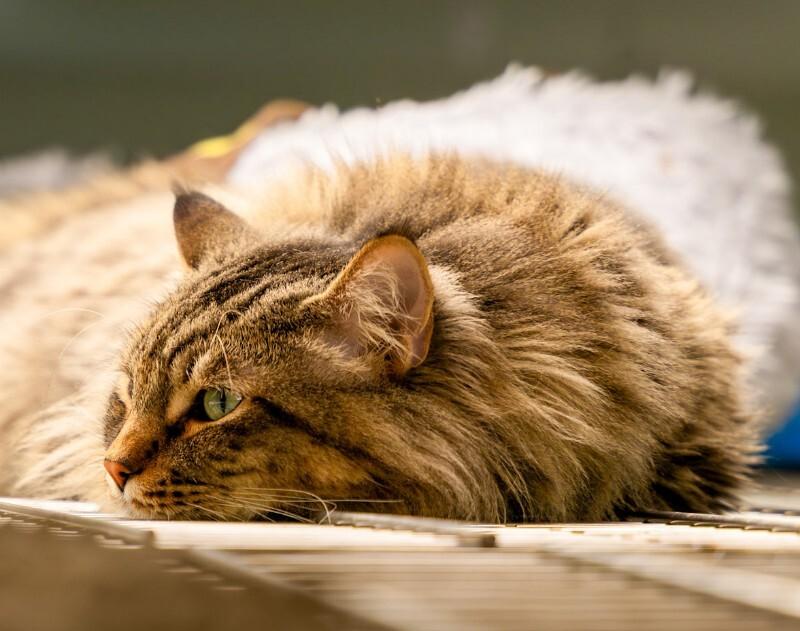 Enlarge Rusto, a Adoptable Domestic Medium Hair in Arlington, WA image 4/6