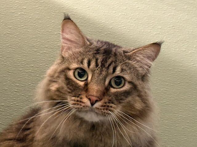 Enlarge Rusto, a Adoptable Domestic Medium Hair in Arlington, WA image 5/6