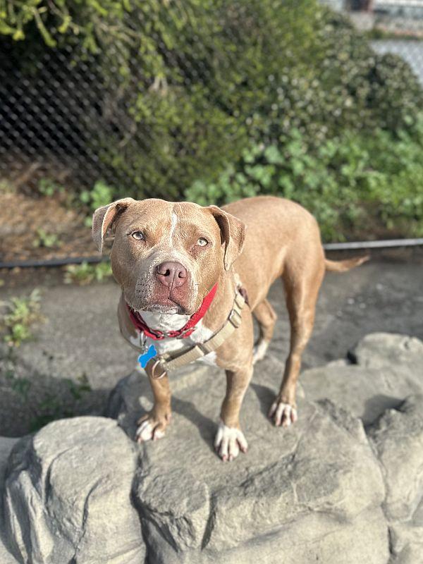 Suzanna, an adopted Pit Bull Terrier in Berkeley, CA image 5/6