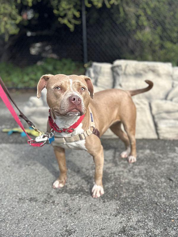 Suzanna, an adopted Pit Bull Terrier in Berkeley, CA image 6/6
