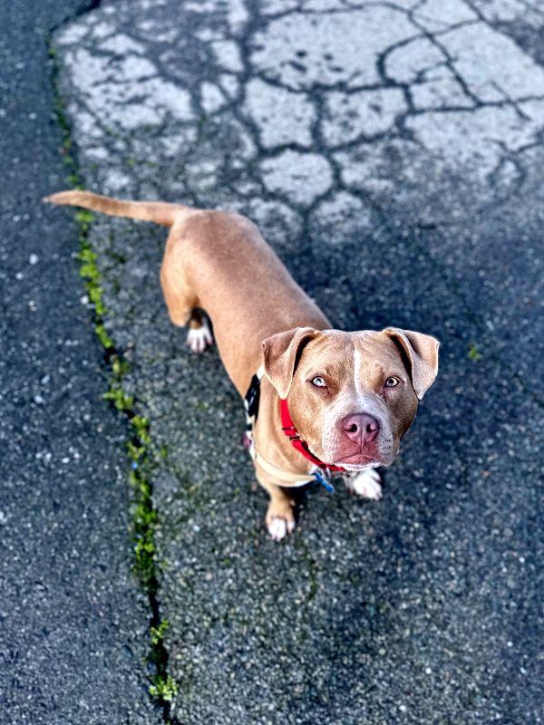 Suzanna, an adopted Pit Bull Terrier in Berkeley, CA image 2/6