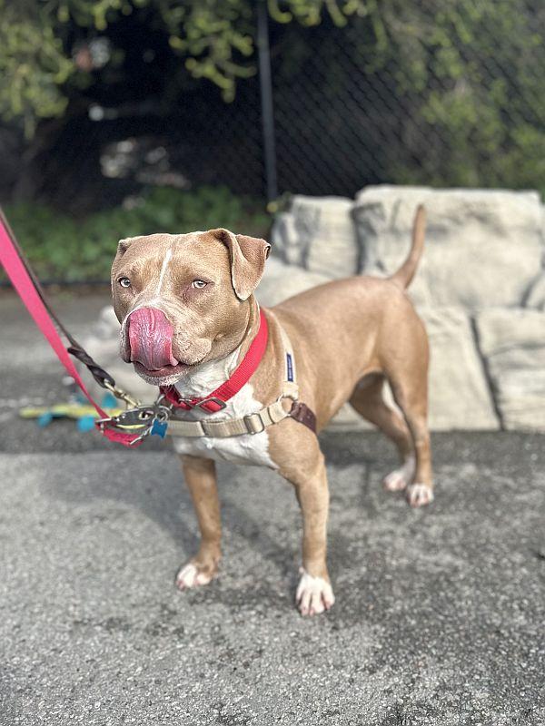 Suzanna, an adopted Pit Bull Terrier in Berkeley, CA image 4/6