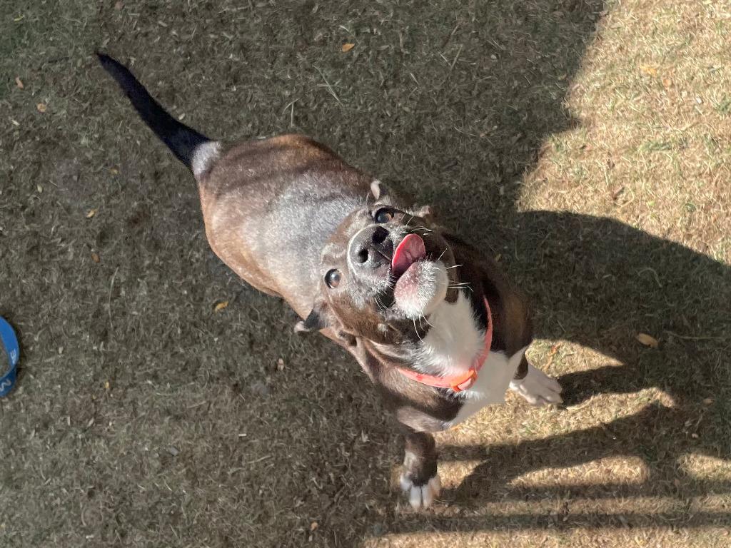 Glory, Adoptable, Puppy Female Hound.