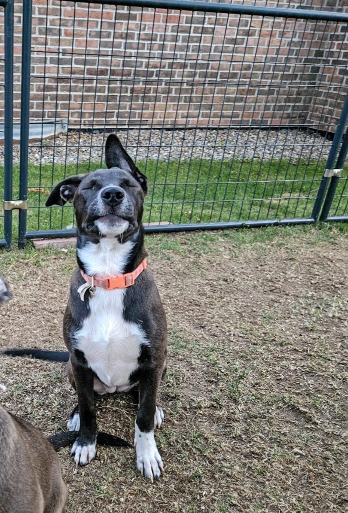 Glory, a Adoptable mixed breed in Gloversville, NY image 2/5