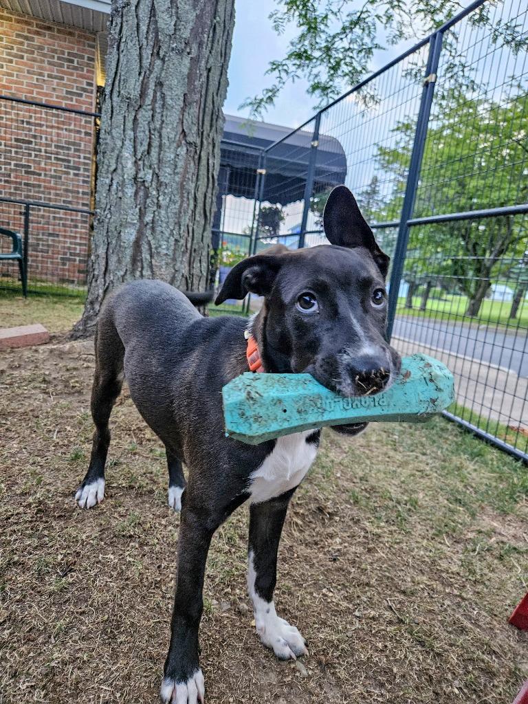 Glory, a Adoptable mixed breed in Gloversville, NY image 3/5
