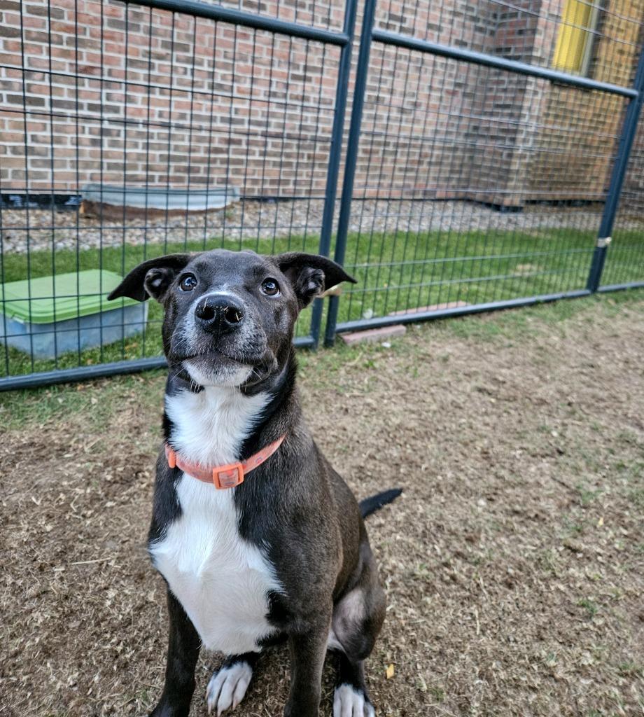 Glory, a Adoptable mixed breed in Gloversville, NY image 4/5