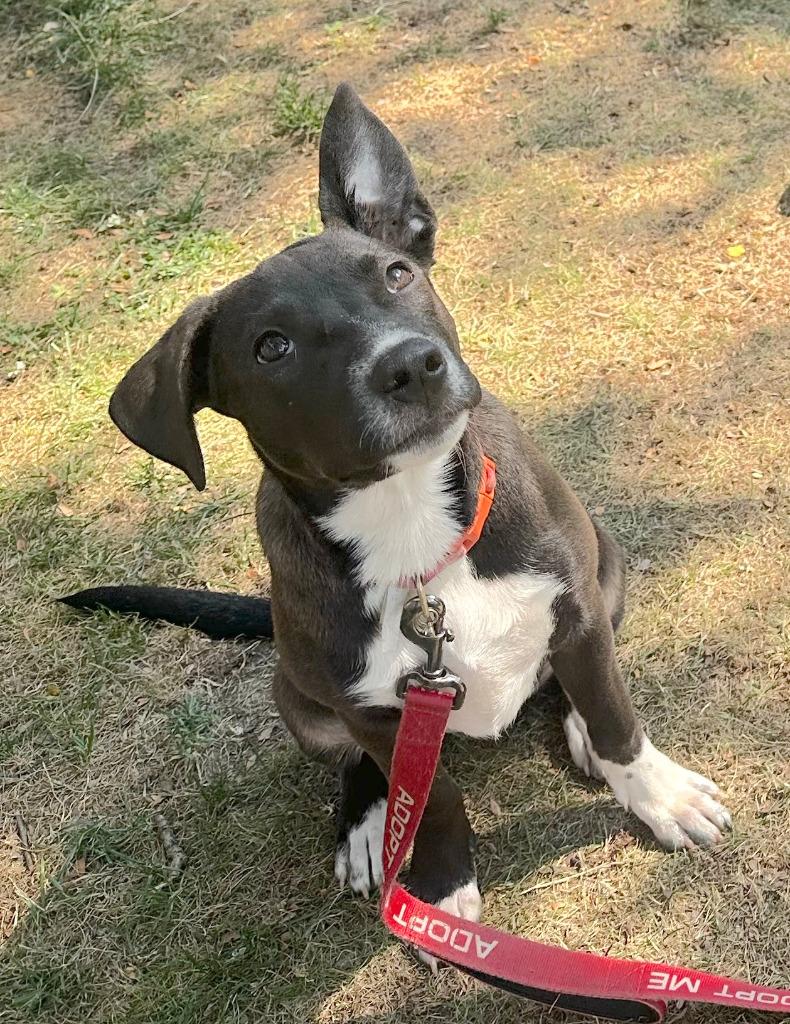 Glory, a Adoptable mixed breed in Gloversville, NY image 5/5