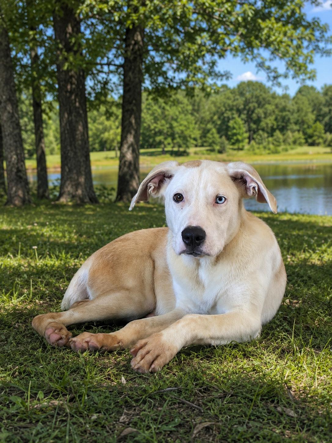 Enlarge King Boo, a Adoptable Pit Bull Terrier in Mexia, TX image 1/1