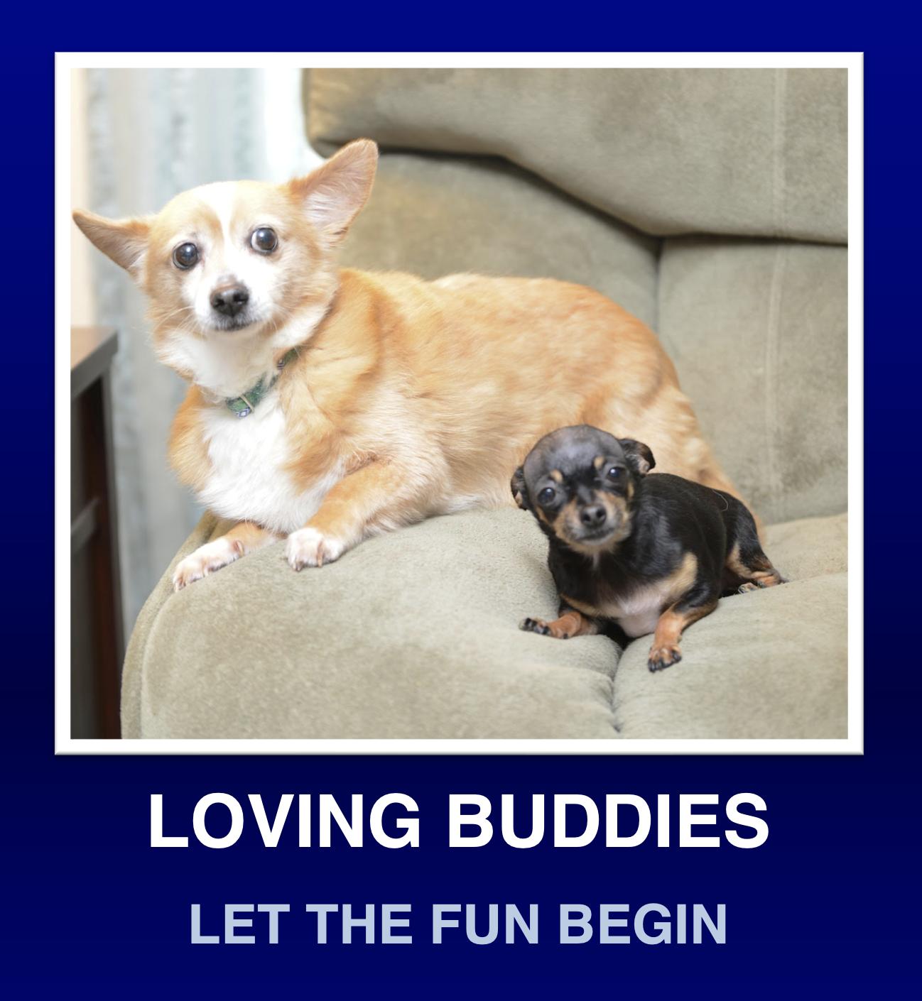 Babz & Budy, a Adoptable Corgi in Morrisville, PA image 1/2