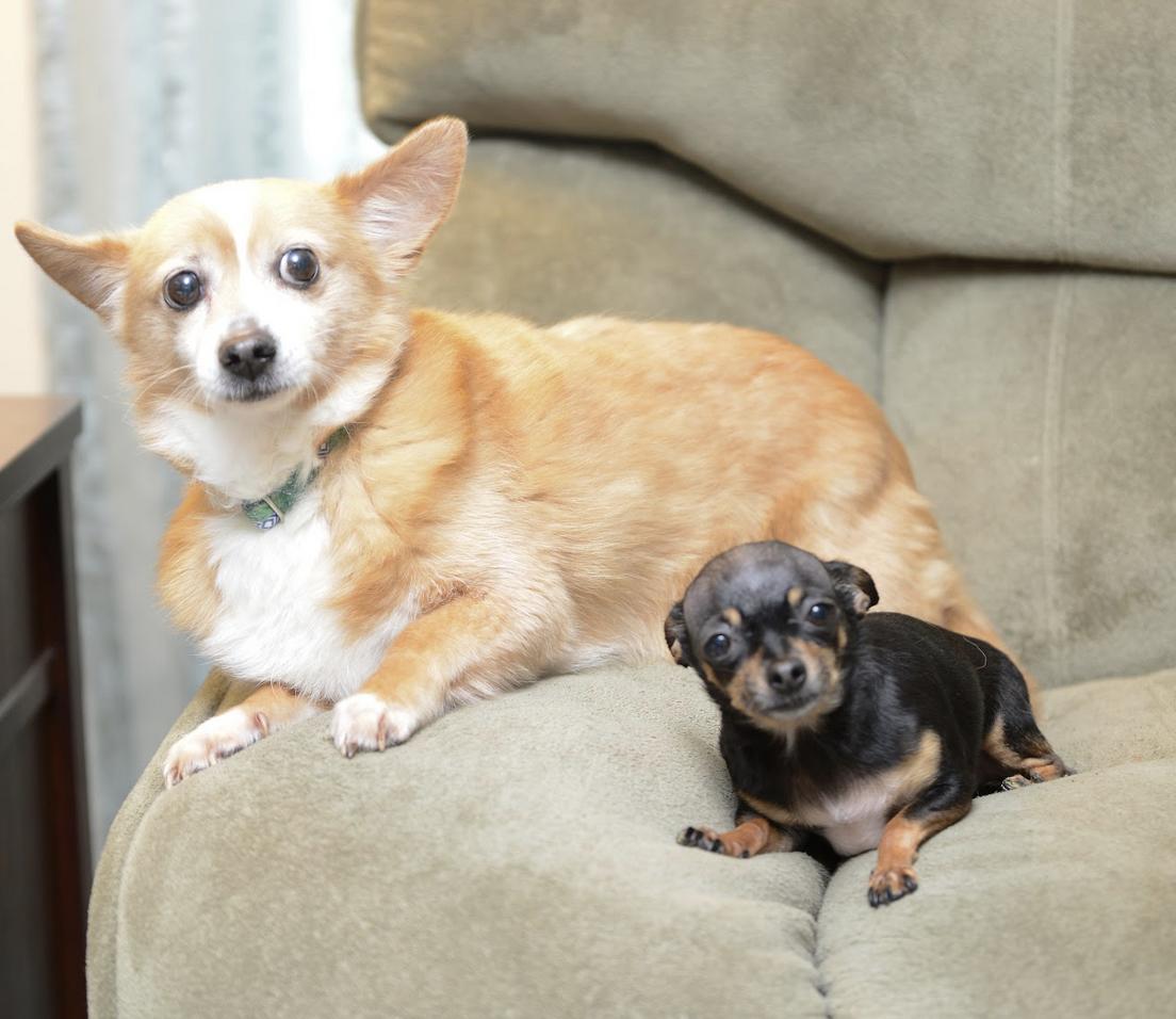 Babz & Budy, a Adoptable Corgi in Morrisville, PA image 2/2