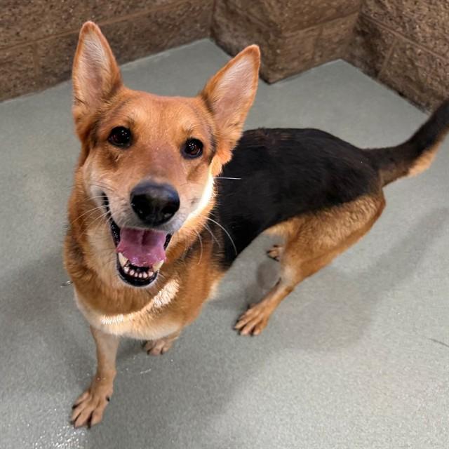 KIKI, Adoptable, Adult Female German Shepherd Dog & Mixed Breed.