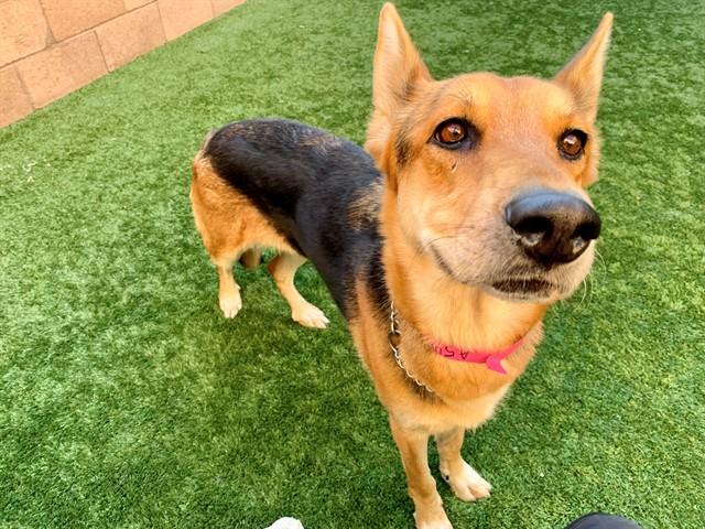 KIKI, Adoptable, Adult Female German Shepherd Dog & Mixed Breed.