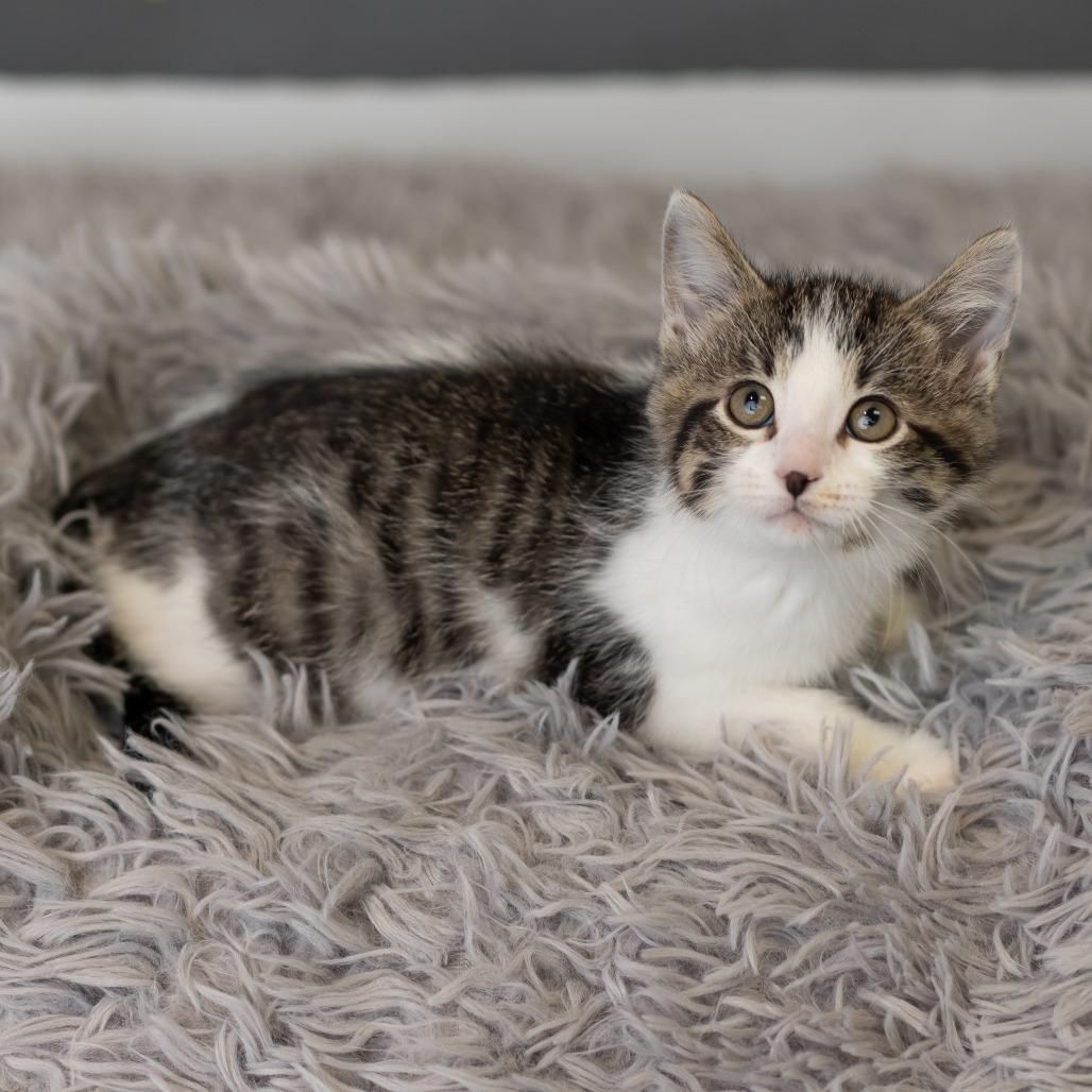 Button, Adoptable, Kitten Male Domestic Short Hair.