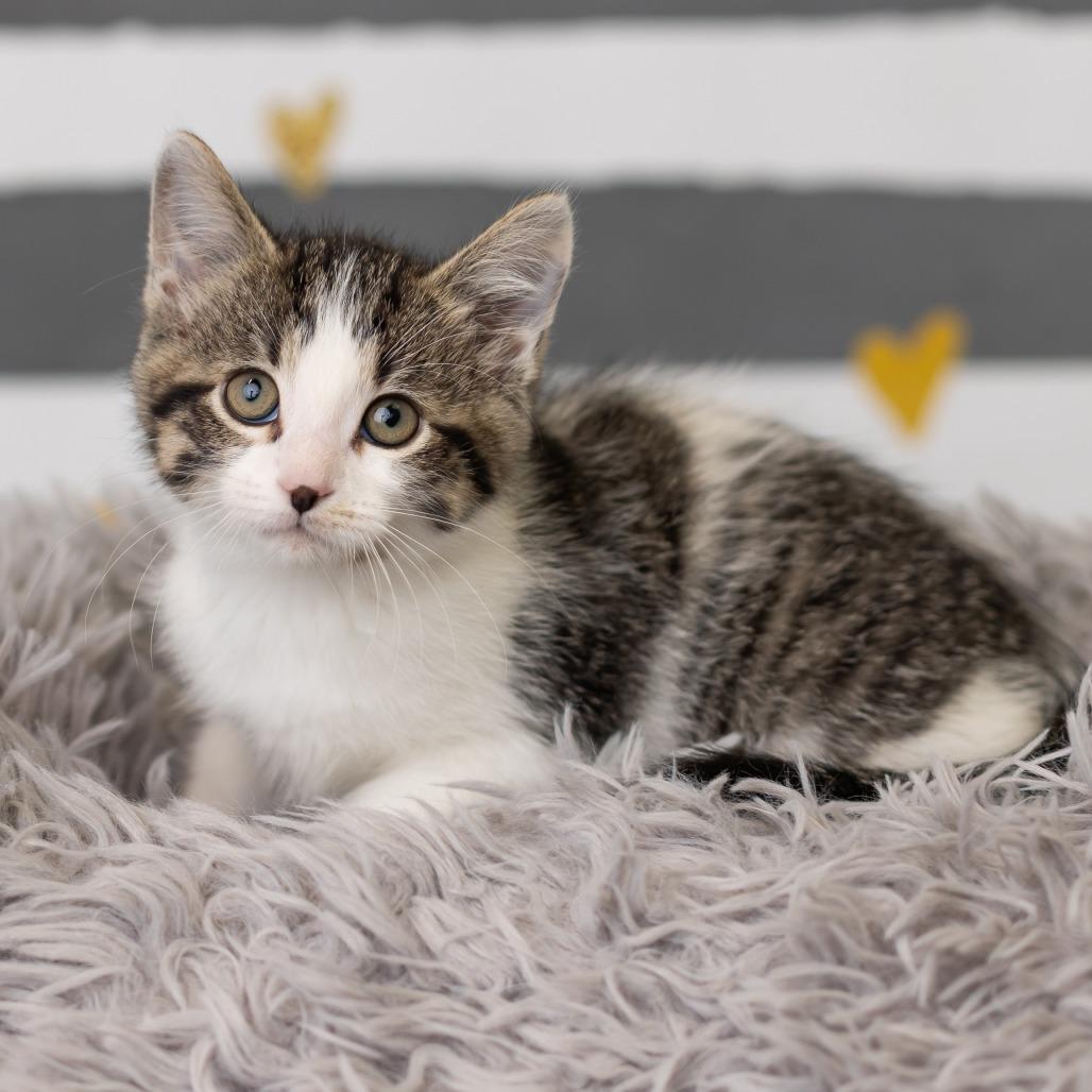 Enlarge Button, a Adoptable Domestic Short Hair in St. Paul, MN image 2/6