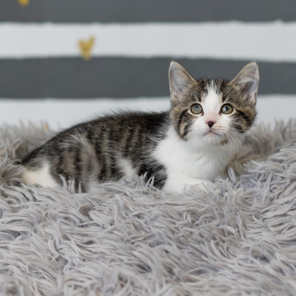Enlarge Button, a Adoptable Domestic Short Hair in St. Paul, MN image 3/6