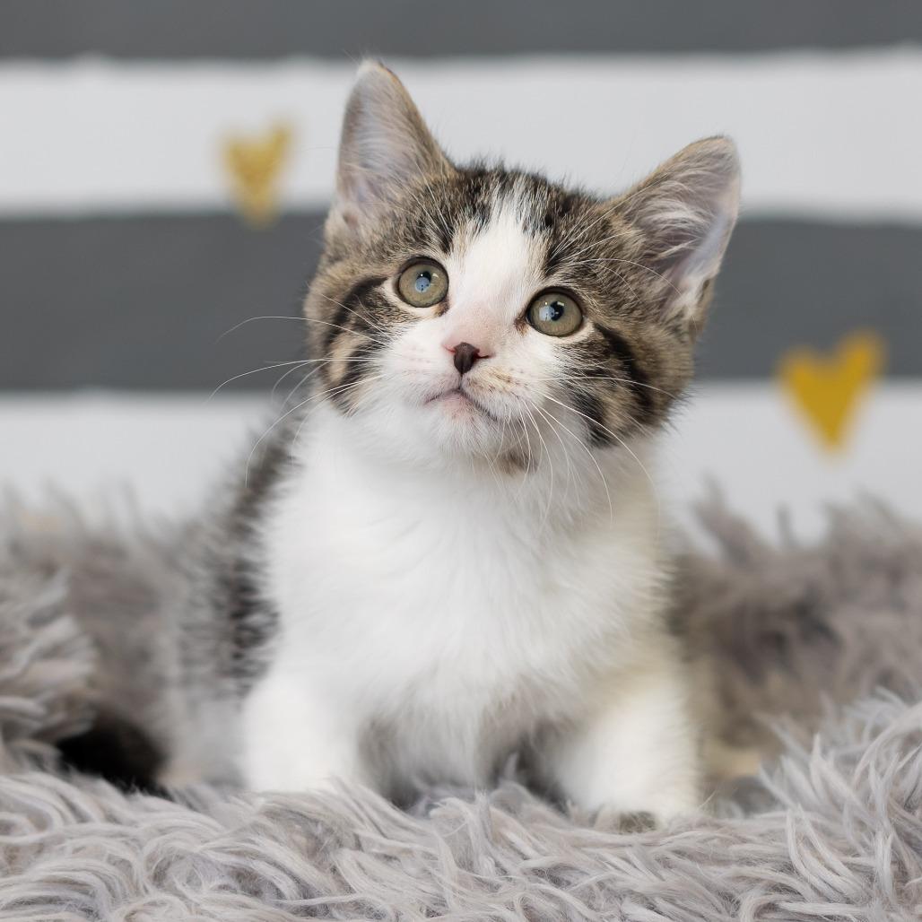 Enlarge Button, a Adoptable Domestic Short Hair in St. Paul, MN image 4/6