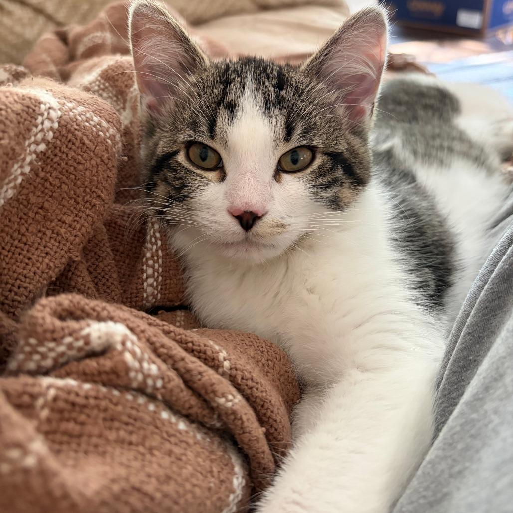 Enlarge Button, a Adoptable Domestic Short Hair in St. Paul, MN image 5/6