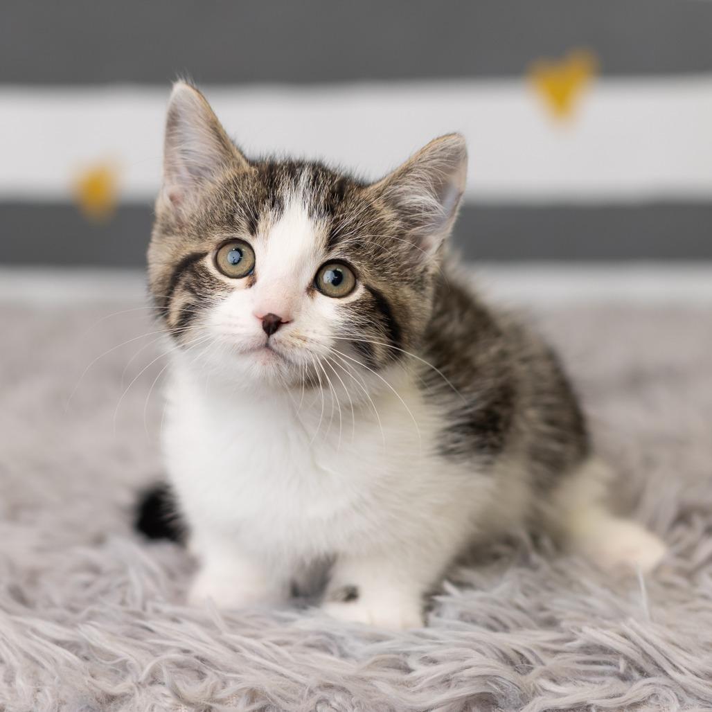 Enlarge Button, a Adoptable Domestic Short Hair in St. Paul, MN image 6/6