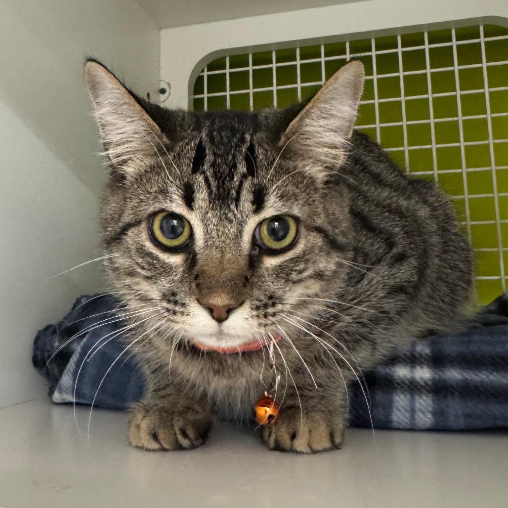 Carlisle, Adoptable, Young Male Domestic Short Hair.