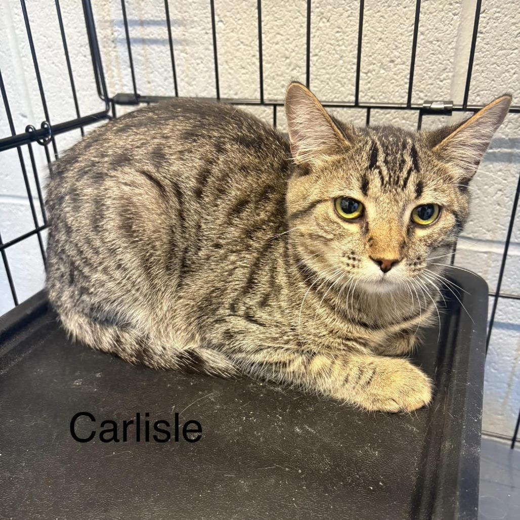 Enlarge Carlisle, a Adoptable Domestic Short Hair in La Grange, KY image 2/3